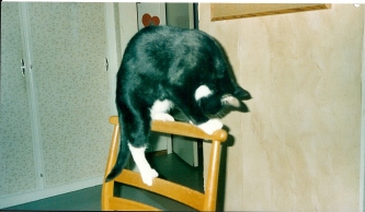 Sippo klättrar på stol.